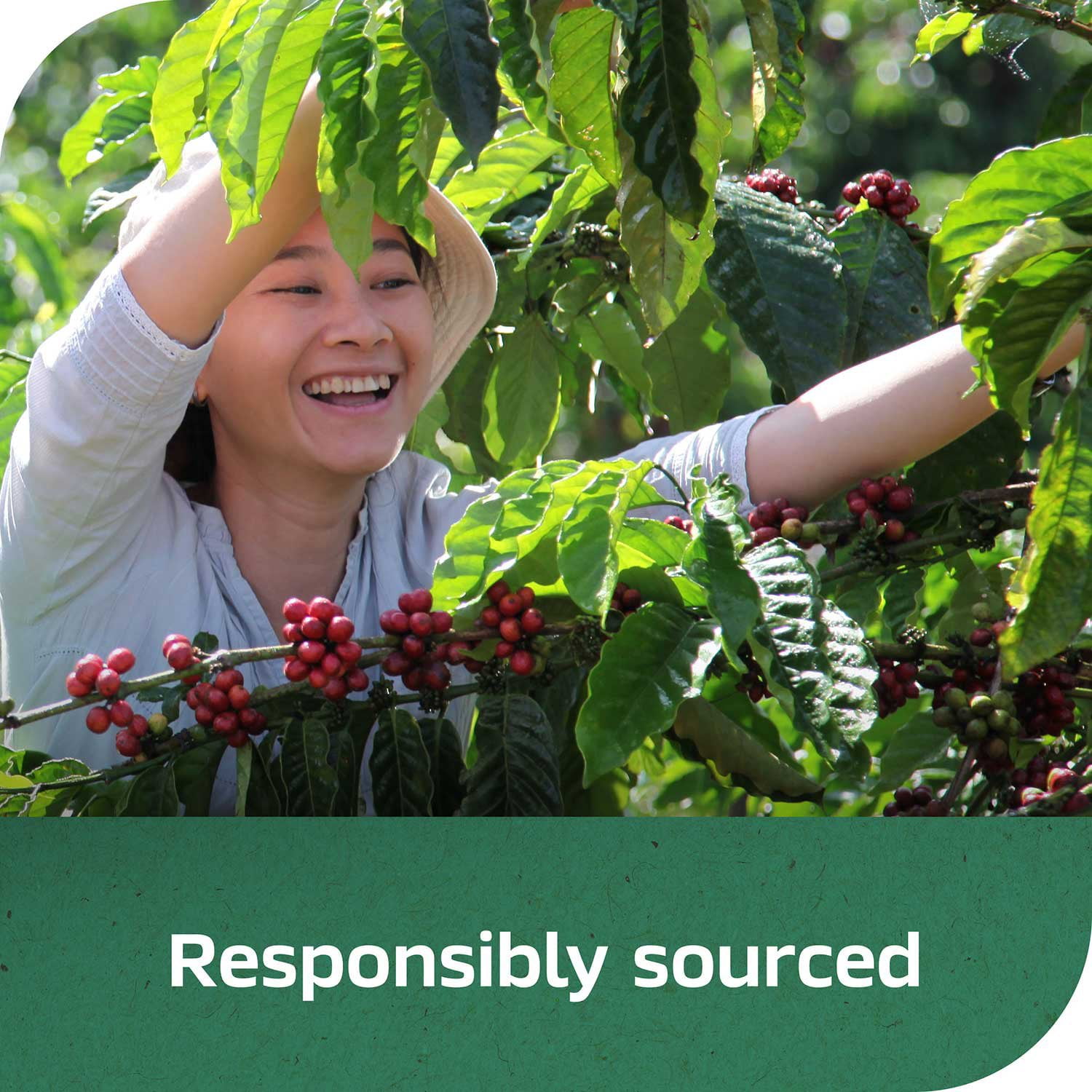 Nescafé Taster's Choice Decaf House Blend Instant Coffee, 14 oz. - Image 8